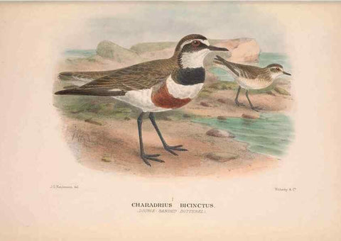 Reproducción/Reproduction 48684387671: The Birds of Australia. London :Witherby & Co.,1910-1927.. 