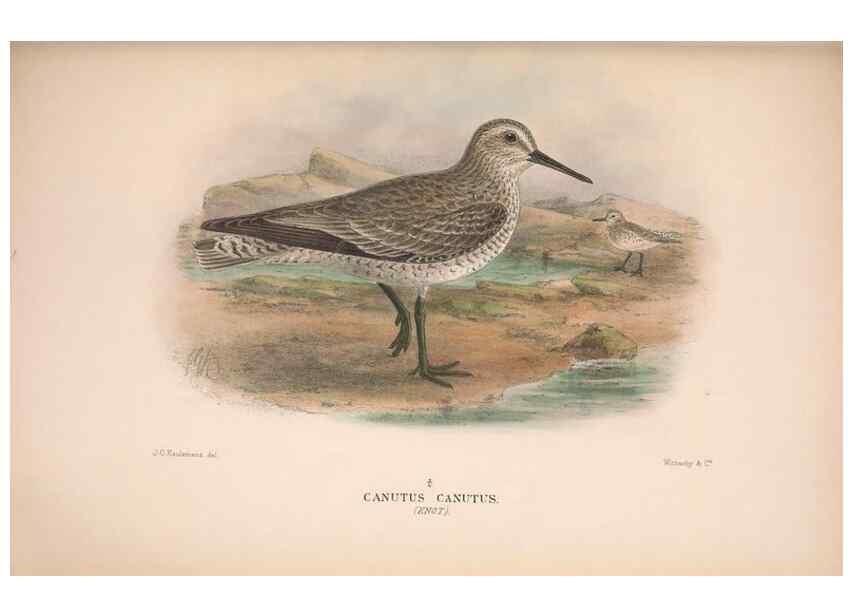 Reproducción/Reproduction 48684396896: The Birds of Australia. London :Witherby & Co.,1910-1927.. 