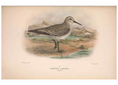 Reproducción/Reproduction 48684396896: The Birds of Australia. London :Witherby & Co.,1910-1927.. 