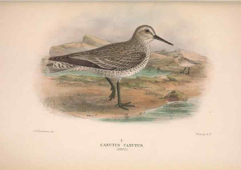 Reproducción/Reproduction 48684396896: The Birds of Australia. London :Witherby & Co.,1910-1927.. 