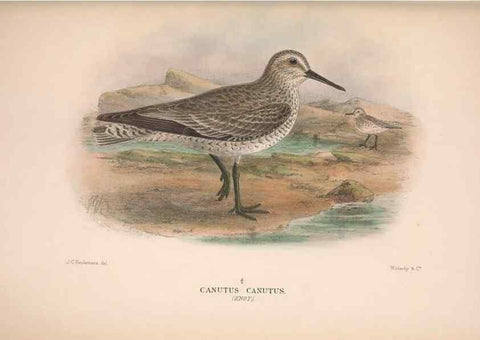 Reproducción/Reproduction 48684396896: The Birds of Australia. London :Witherby & Co.,1910-1927.. 