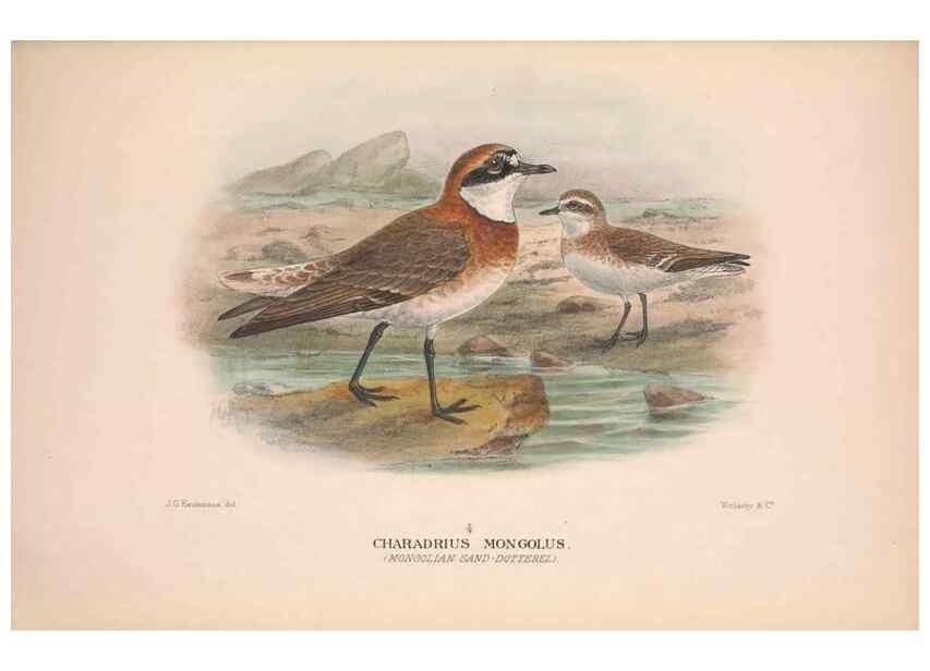 Reproducción/Reproduction 48684563852: The Birds of Australia. London :Witherby & Co.,1910-1927.. 