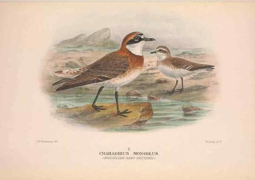 Reproducción/Reproduction 48684563852: The Birds of Australia. London :Witherby & Co.,1910-1927.. 