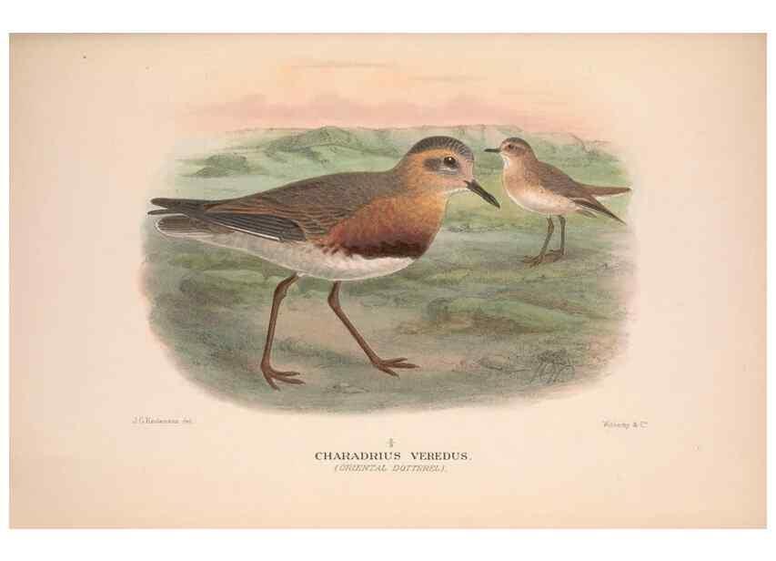 Reproducción/Reproduction 48684388951: The Birds of Australia. London :Witherby & Co.,1910-1927.. 