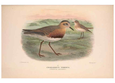 Reproducción/Reproduction 48684388951: The Birds of Australia. London :Witherby & Co.,1910-1927.. 