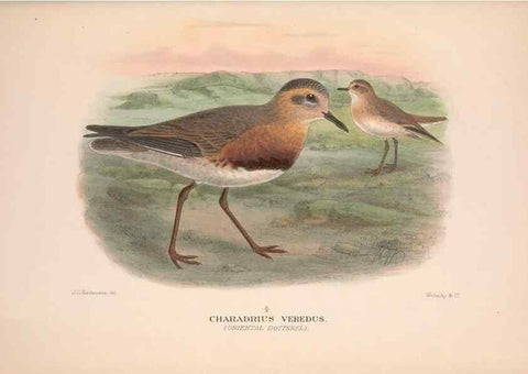 Reproducción/Reproduction 48684388951: The Birds of Australia. London :Witherby & Co.,1910-1927.. 