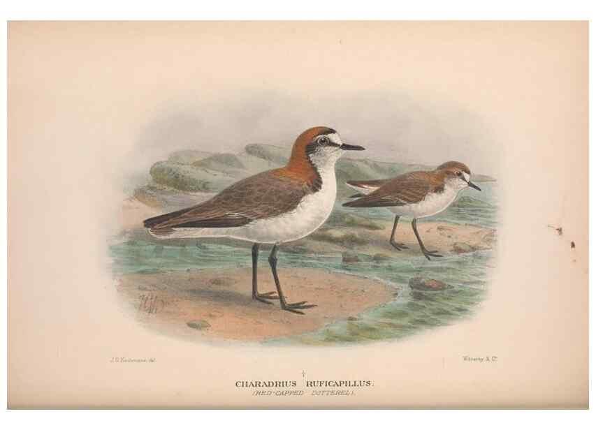 Reproducción/Reproduction 48684389276: The Birds of Australia. London :Witherby & Co.,1910-1927.. 