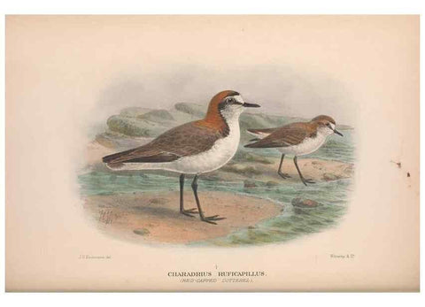 Reproducción/Reproduction 48684389276: The Birds of Australia. London :Witherby & Co.,1910-1927.. 