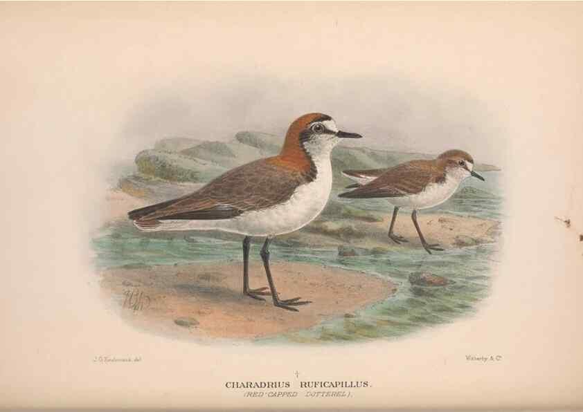 Reproducción/Reproduction 48684389276: The Birds of Australia. London :Witherby & Co.,1910-1927.. 