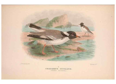 Reproducción/Reproduction 48684565402: The Birds of Australia. London :Witherby & Co.,1910-1927.. 