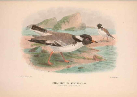 Reproducción/Reproduction 48684565402: The Birds of Australia. London :Witherby & Co.,1910-1927.. 