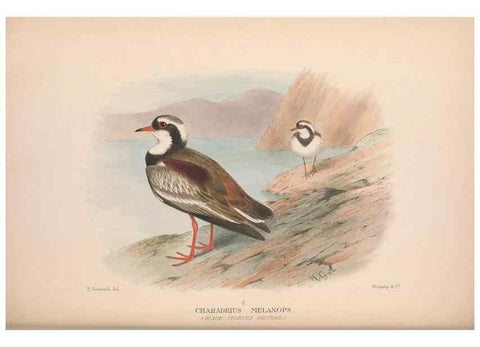 Reproducción/Reproduction 48684565722: The Birds of Australia. London :Witherby & Co.,1910-1927.. 