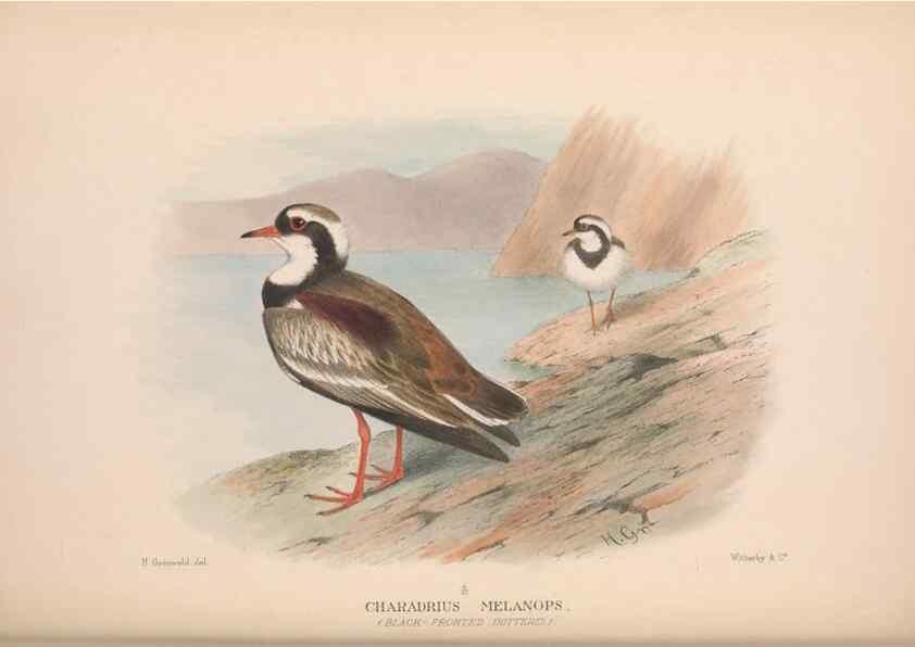 Reproducción/Reproduction 48684565722: The Birds of Australia. London :Witherby & Co.,1910-1927.. 