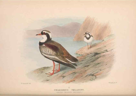 Reproducción/Reproduction 48684565722: The Birds of Australia. London :Witherby & Co.,1910-1927.. 
