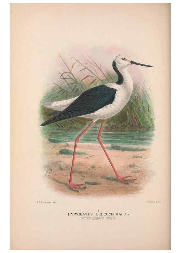 Reproducción/Reproduction 48684390191: The Birds of Australia. London :Witherby & Co.,1910-1927.. 