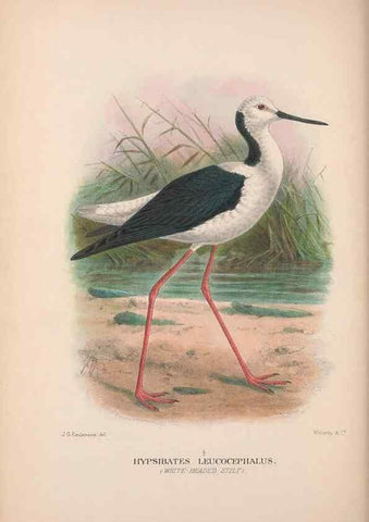 Reproducción/Reproduction 48684390191: The Birds of Australia. London :Witherby & Co.,1910-1927.. 
