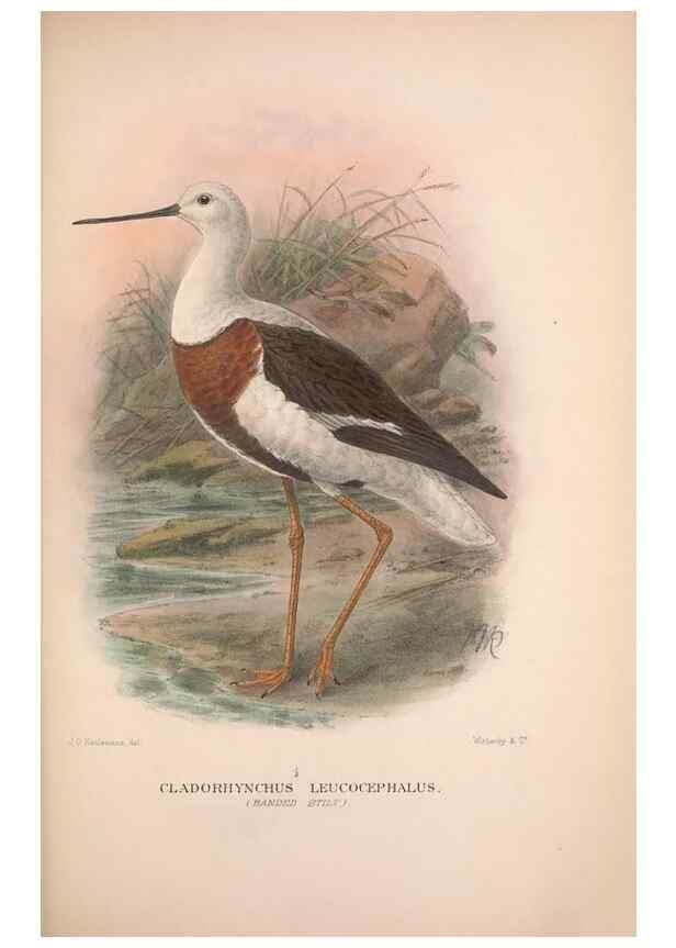 Reproducción/Reproduction 48684390446: The Birds of Australia. London :Witherby & Co.,1910-1927.. 