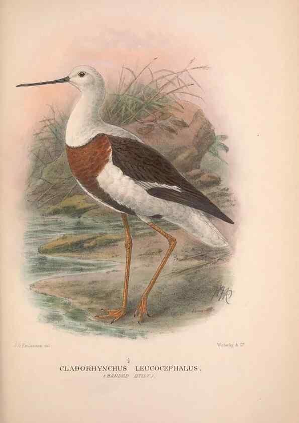 Reproducción/Reproduction 48684390446: The Birds of Australia. London :Witherby & Co.,1910-1927.. 