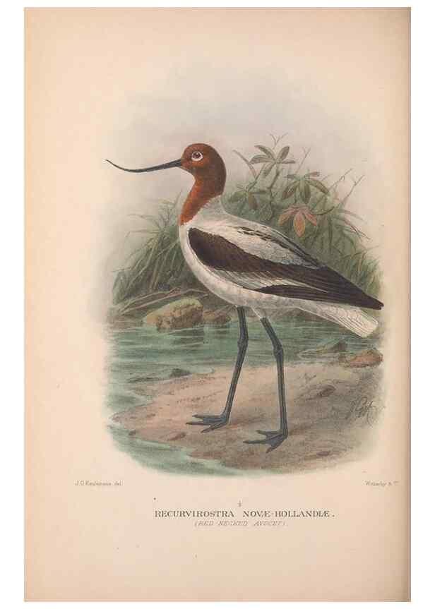 Reproducción/Reproduction 48684051818: The Birds of Australia. London :Witherby & Co.,1910-1927.. 