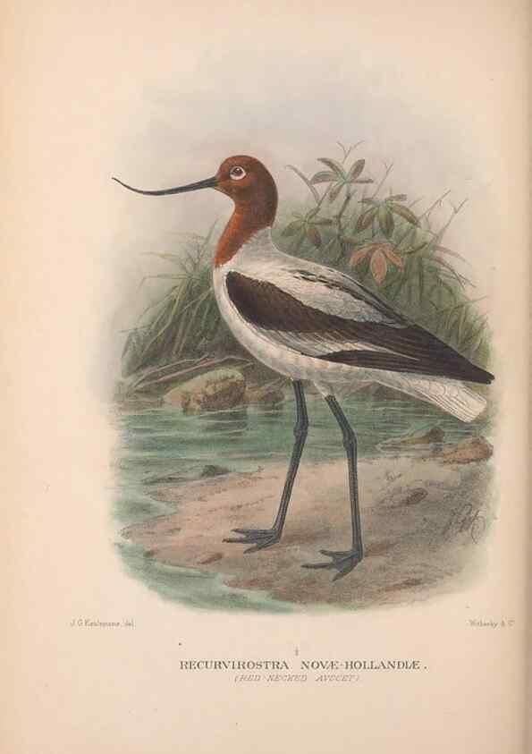 Reproducción/Reproduction 48684051818: The Birds of Australia. London :Witherby & Co.,1910-1927.. 