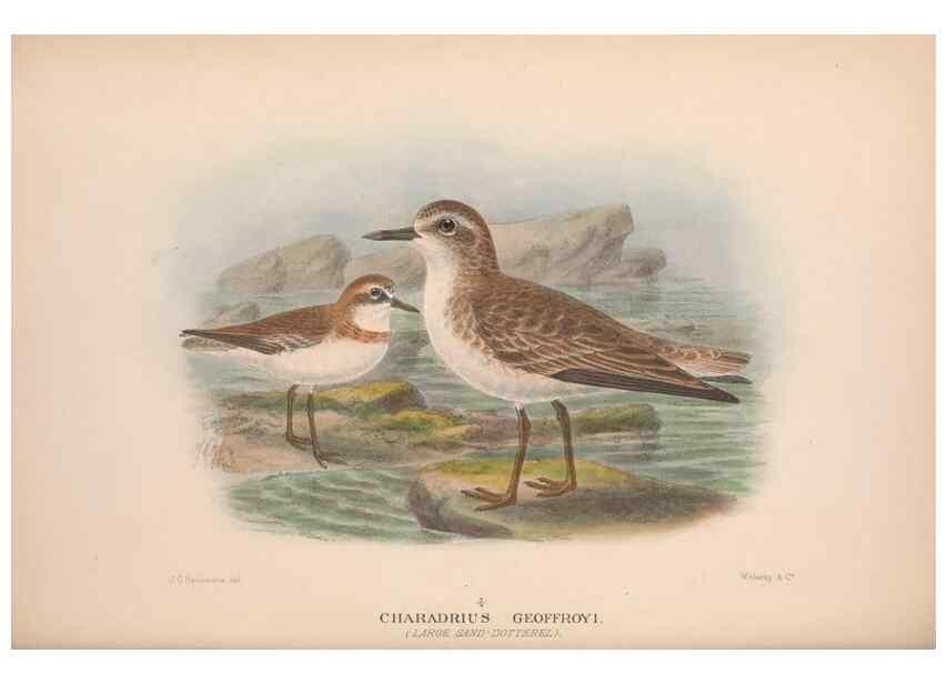 Reproducción/Reproduction 48684049213: The Birds of Australia. London :Witherby & Co.,1910-1927.. 