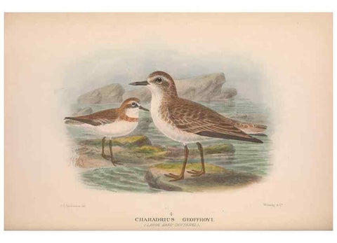 Reproducción/Reproduction 48684049213: The Birds of Australia. London :Witherby & Co.,1910-1927.. 