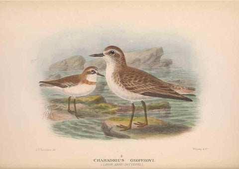Reproducción/Reproduction 48684049213: The Birds of Australia. London :Witherby & Co.,1910-1927.. 