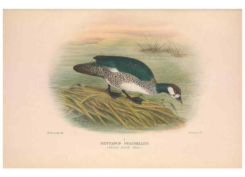 Reproducción/Reproduction 48684653752: The Birds of Australia. London :Witherby & Co.,1910-1927.. 
