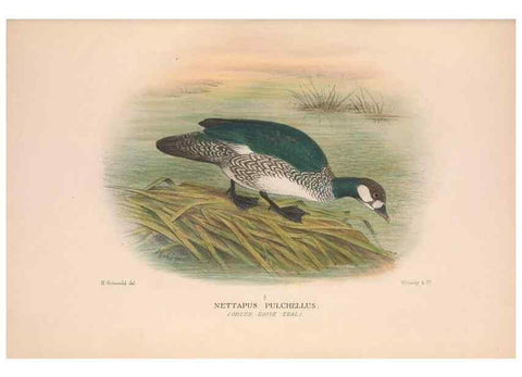 Reproducción/Reproduction 48684653752: The Birds of Australia. London :Witherby & Co.,1910-1927.. 