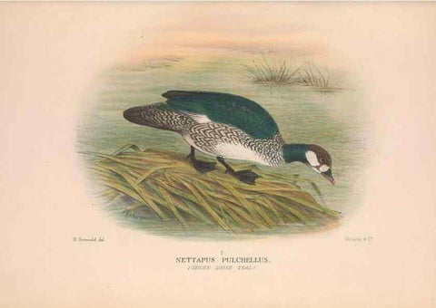 Reproducción/Reproduction 48684653752: The Birds of Australia. London :Witherby & Co.,1910-1927.. 