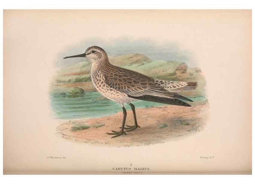 Reproducción/Reproduction 48684058223: The Birds of Australia. London :Witherby & Co.,1910-1927.. 