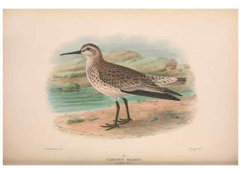 Reproducción/Reproduction 48684058223: The Birds of Australia. London :Witherby & Co.,1910-1927.. 