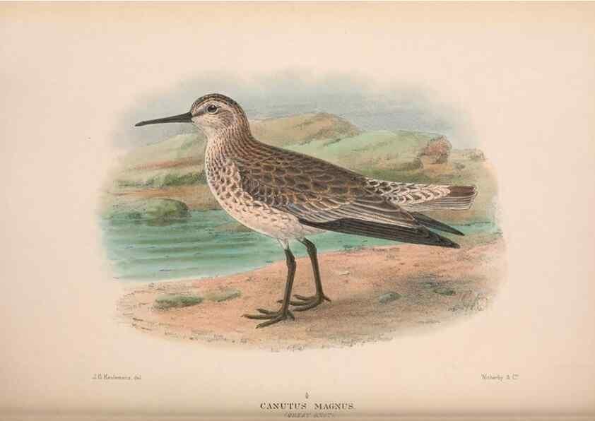 Reproducción/Reproduction 48684058223: The Birds of Australia. London :Witherby & Co.,1910-1927.. 