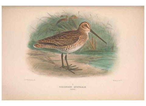 Reproducción/Reproduction 48684397956: The Birds of Australia. London :Witherby & Co.,1910-1927.. 