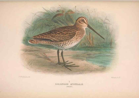 Reproducción/Reproduction 48684397956: The Birds of Australia. London :Witherby & Co.,1910-1927.. 
