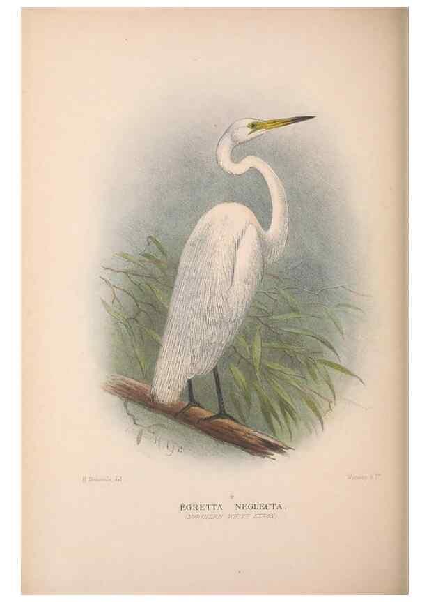 Reproducción/Reproduction 48684404046: The Birds of Australia. London :Witherby & Co.,1910-1927.. 