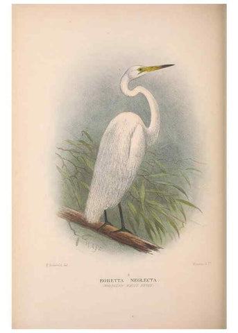 Reproducción/Reproduction 48684404046: The Birds of Australia. London :Witherby & Co.,1910-1927.. 