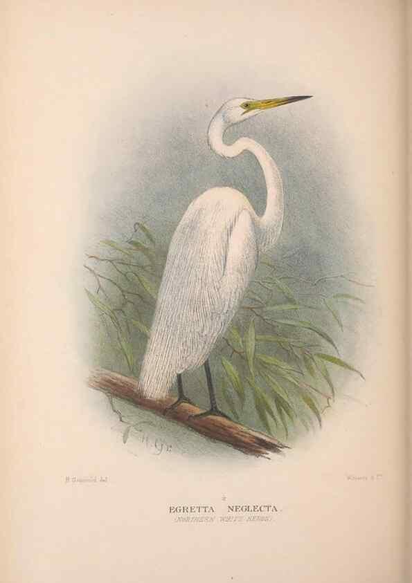 Reproducción/Reproduction 48684404046: The Birds of Australia. London :Witherby & Co.,1910-1927.. 