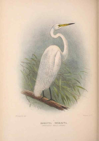 Reproducción/Reproduction 48684404046: The Birds of Australia. London :Witherby & Co.,1910-1927.. 