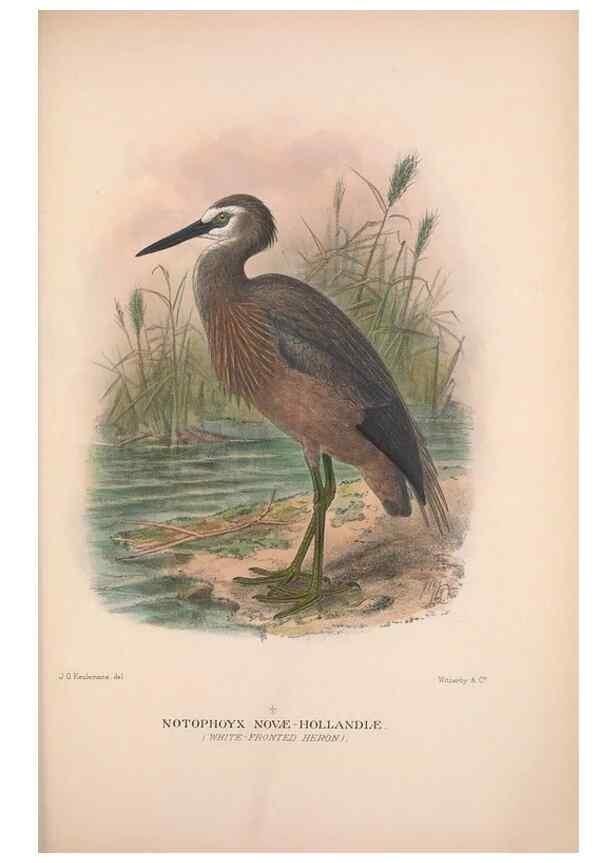 Reproducción/Reproduction 48684404261: The Birds of Australia. London :Witherby & Co.,1910-1927.. 