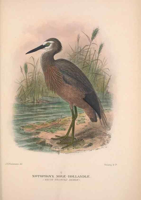 Reproducción/Reproduction 48684404261: The Birds of Australia. London :Witherby & Co.,1910-1927.. 
