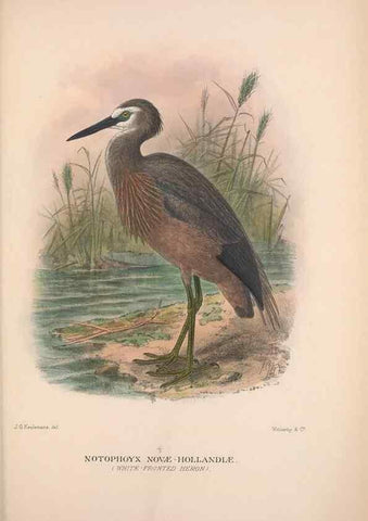 Reproducción/Reproduction 48684404261: The Birds of Australia. London :Witherby & Co.,1910-1927.. 