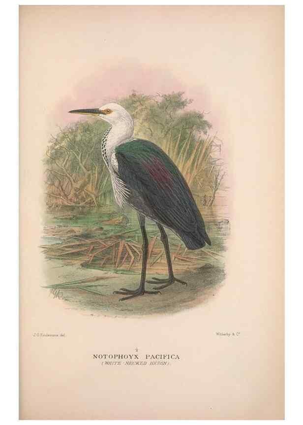 Reproducción/Reproduction 48684404561: The Birds of Australia. London :Witherby & Co.,1910-1927.. 