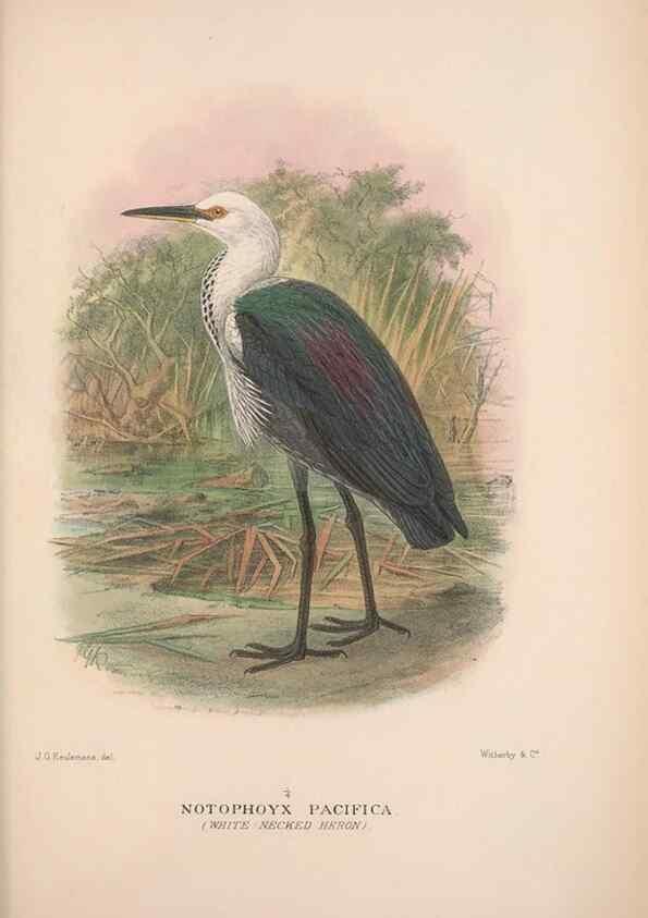 Reproducción/Reproduction 48684404561: The Birds of Australia. London :Witherby & Co.,1910-1927.. 