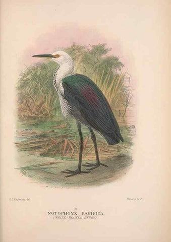 Reproducción/Reproduction 48684404561: The Birds of Australia. London :Witherby & Co.,1910-1927.. 