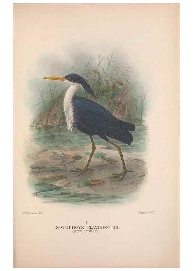 Reproducción/Reproduction 48684580132: The Birds of Australia. London :Witherby & Co.,1910-1927.. 