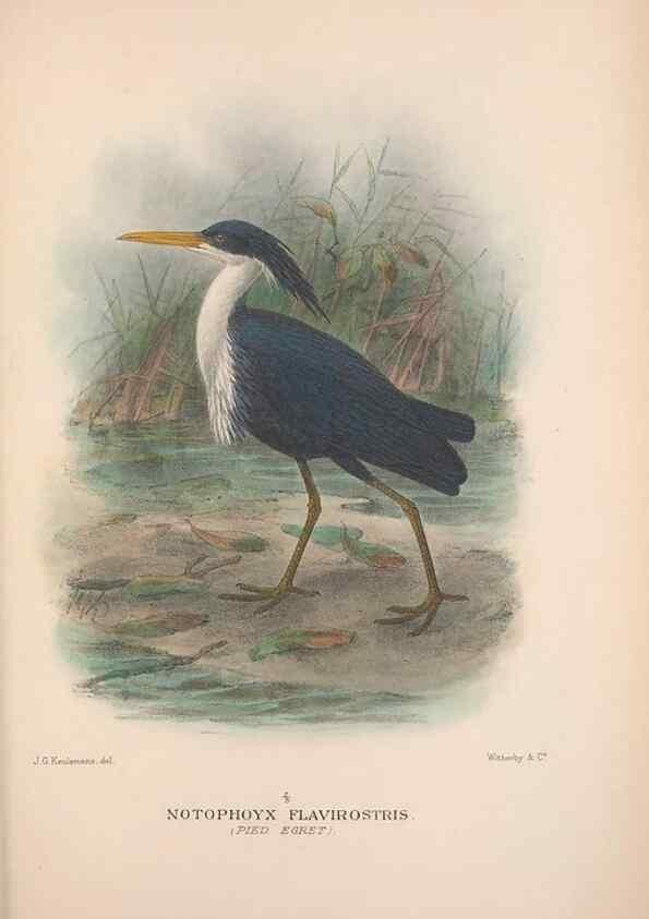 Reproducción/Reproduction 48684580132: The Birds of Australia. London :Witherby & Co.,1910-1927.. 