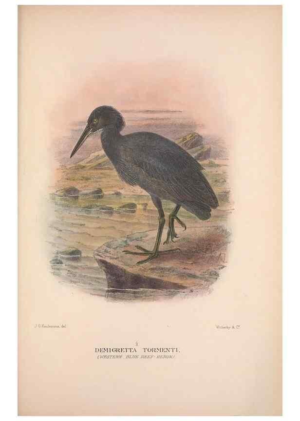 Reproducción/Reproduction 48684580467: The Birds of Australia. London :Witherby & Co.,1910-1927.. 