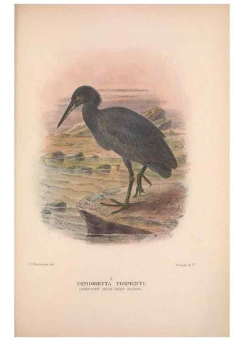 Reproducción/Reproduction 48684580467: The Birds of Australia. London :Witherby & Co.,1910-1927.. 