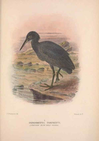Reproducción/Reproduction 48684580467: The Birds of Australia. London :Witherby & Co.,1910-1927.. 